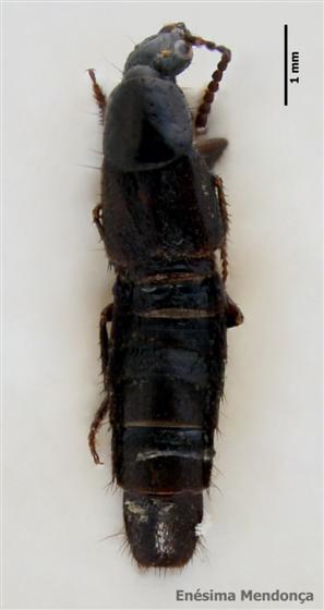 © Enésima Mendonça